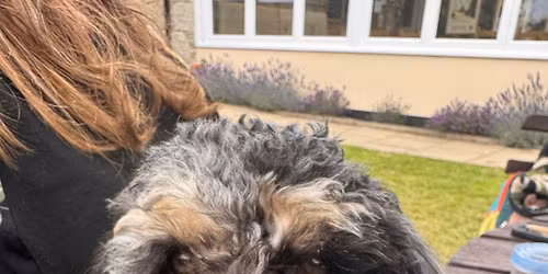 The New Inn Dog Show 2026