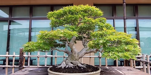 Bonsai Series