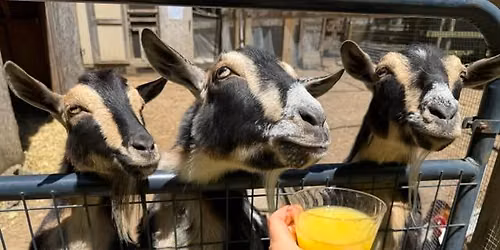 GOAT WITH THE FLOW