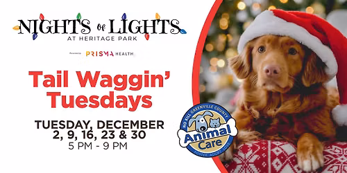 Night of Lights | Tail Waggin' Tuesdays