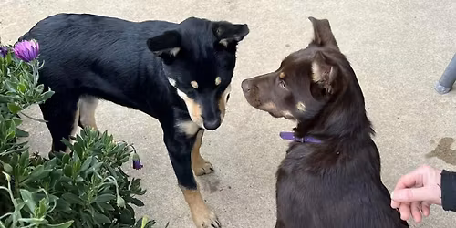Australia Day Kelpie Farm Day 2026