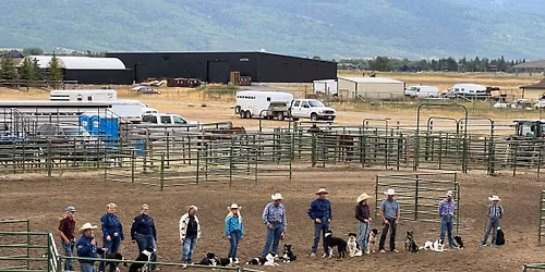 Working Dog Showcase