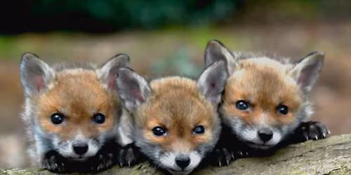 Fundraising stall and gift bag tombola at the The Christmas Fantasia