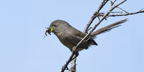 Putah Creek Christmas Bird Count ID Workshop