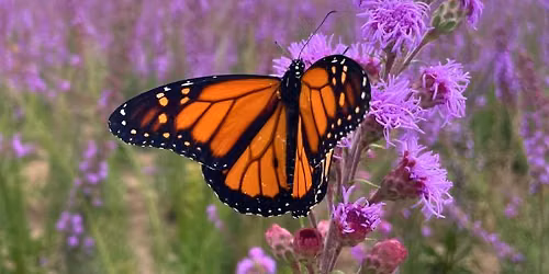 North American Monarch Institute for Teachers and Educators- Minnesota