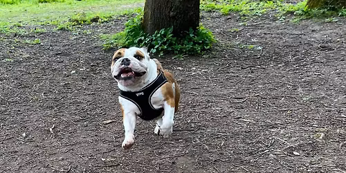 South West (Gloucester) Bulldog Walk for GBSR UK