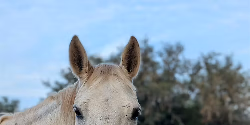 Private Digital Detox Day at a Luxury Texas Hill Country Ranch