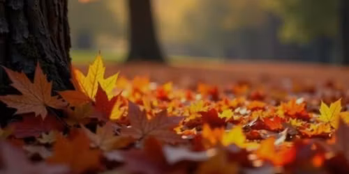 Autumn Forest Bathing nr Southend-on-Sea