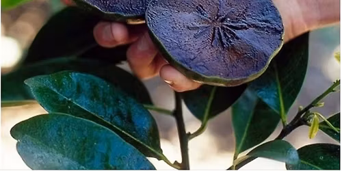 Free Mini-Workshop: Tropical Fruit Tuesday