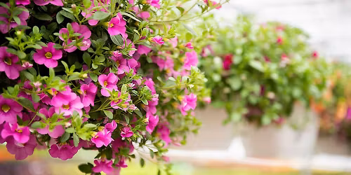 Viherilta: Nuppulan kes\u00e4kukkailta