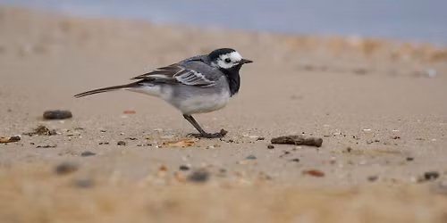 Wildlife of the Essex Coast