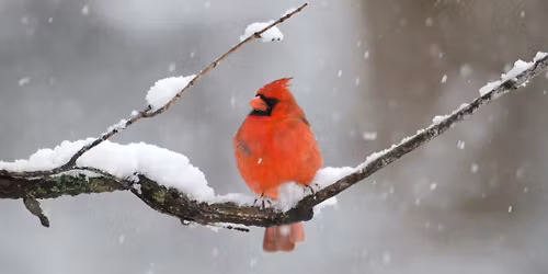 Annual Christmas Bird Count Hike