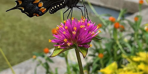 Summer Butterfly Walk - July 26