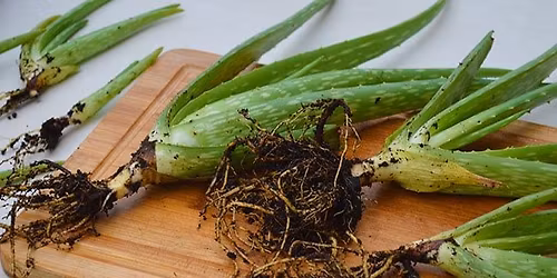 Replanting and Caring for Aloe