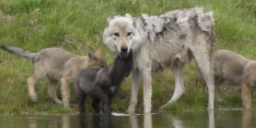National Geographic Live: Wild Wolves of Yellowstone