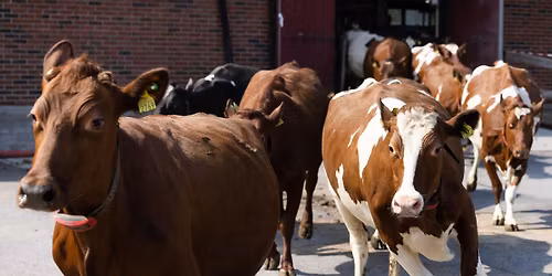 Kuslipp p\u00e5 Bygd\u00f8 Kongsg\u00e5rd \u2013 v\u00e5rens vakreste eventyr \ud83d\udc04