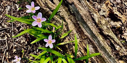 Late-Summer Wildflower Wander