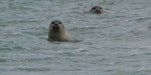 S\u00c6Lsomme havfruer ved Sejet Strand \ud83e\uddad