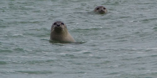 UDSOLGT SÆLsomme havfruer ved Sejet Strand 🦭