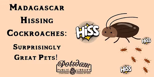 Madagascar Hissing Cockroaches: Surprisingly Great Pets!