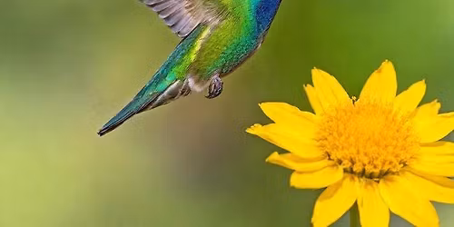 Guest Lecturer Dr. Michael Conforti: The Voice of Psyche and What Shapes a Life 