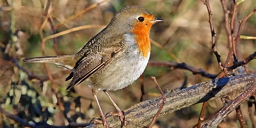 Les oiseaux hivernant d'Erquinghem Lys