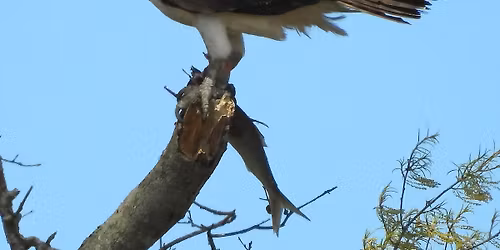 Birds of Prime Hook with Carol Knapp