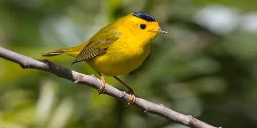 Warblers and More on the Yellow Birch Trail-Warren Dunes