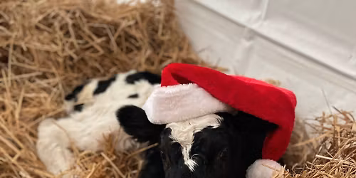 Whitetail Valley Christmas Market