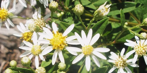 May Green Drinks - Naturally Native Nursery