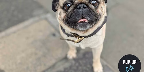 London - Pug Pup Up Cafe \ud83c\udf38