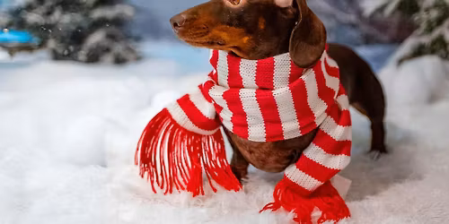 Doggy Christmas Mini Photoshoots