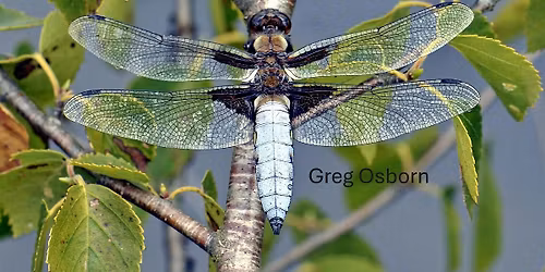 Dragonflies and Butterflies walk