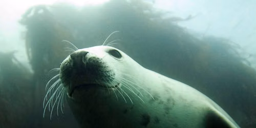 Farne Islands with Seals with optional St.Abbs extension