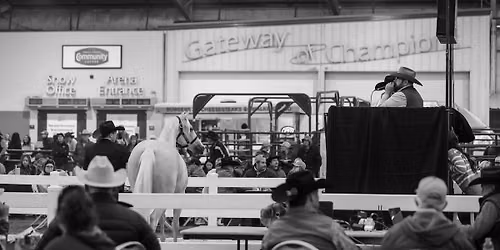 2026 BFA Barrel Horse Sale
