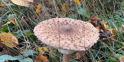 Familienvergn\u00fcgen rund um Pilze: Kleiner Stern