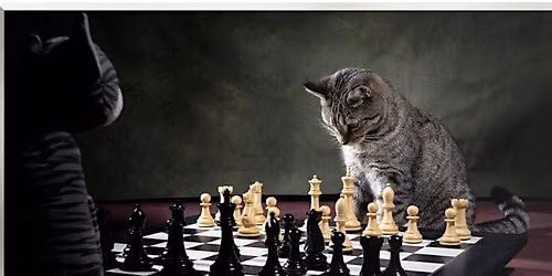 Beginner chess with cats in NYC