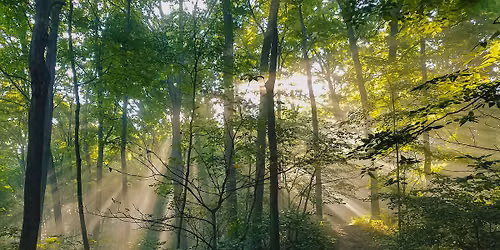 Forest Bathing at Long Branch Farm & Trails