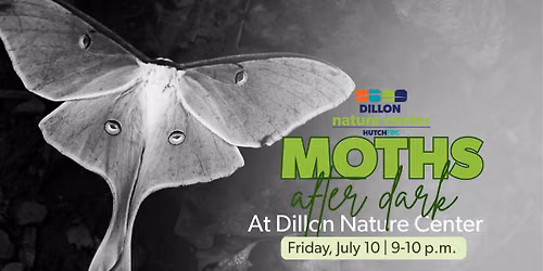 Adult Nature: Moths After Dark