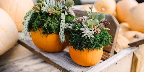 DIY Succulent Pumpkin Workshop at Hoen's Garden Center