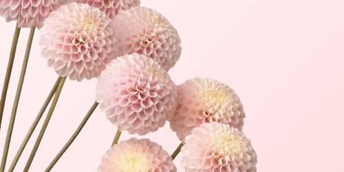 Dahlia Dreams Design Class - Lowell Location