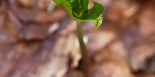 Tending Grief: The Emergence