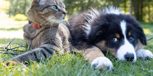 Blessing of the Animals