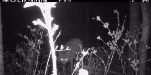 Walking Tour: Coexisting with Urban Coyotes