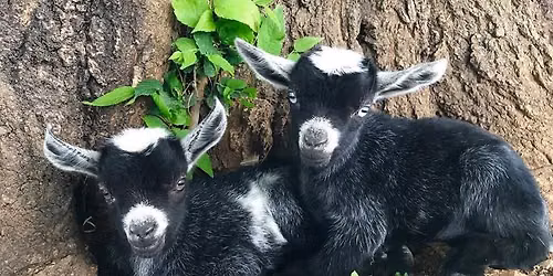 Baby goat snuggles