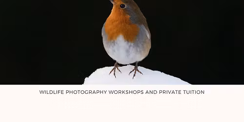 Dog Photography Workshop