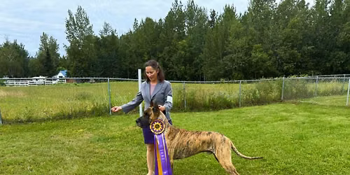 Great Dane Specialty Shows