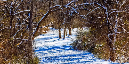 Ladies Night Out(side): White Elephant