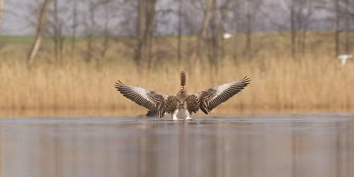 Science Caf\u00e9 Jihlava: Svatomartinsk\u00e1 husa, husy ve sv\u011bt\u011b a jak je to s na\u0161imi divok\u00fdmi husami