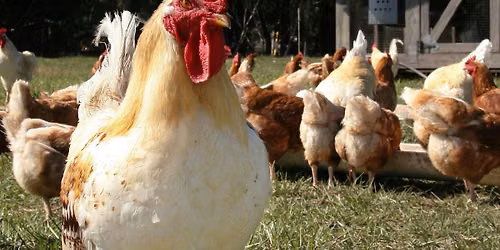 Backyard Chicken Class